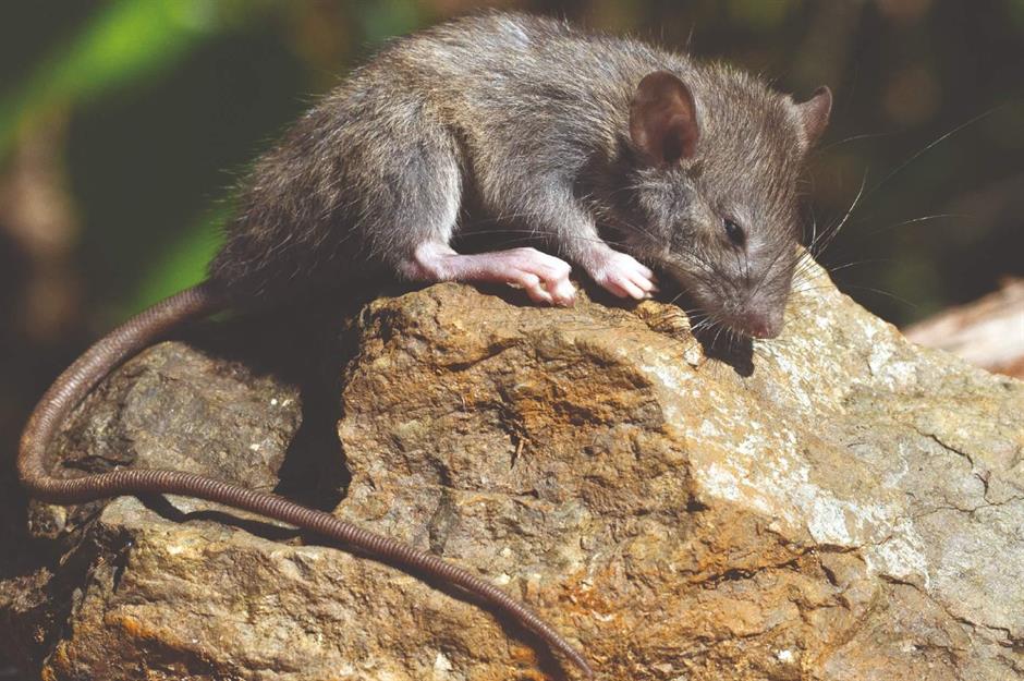 Wildlife uncovered